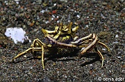 Harrovia elegans Crabe des comatules-Komodo Rino-9m-20160807-Denis-ADER-DSC_0757_tn